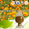 Extrato de flor Natural Calendula Officinalis 10: 1